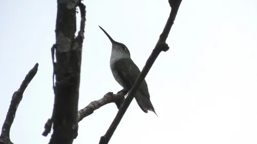 White-bellied Hummingbird