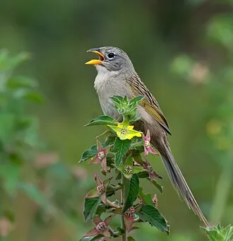 Canário-do-campo
