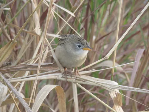 Lesser Grass-Finch