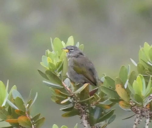Pale-throated Pampa-Finch