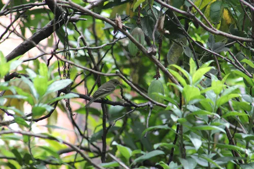 Alder Flycatcher