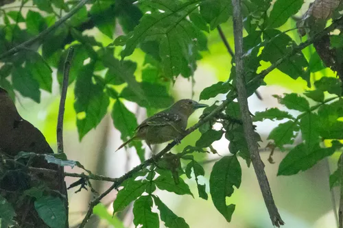 Choquinha-de-cauda-ruiva