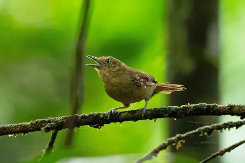 Choquinha-de-barriga-parda