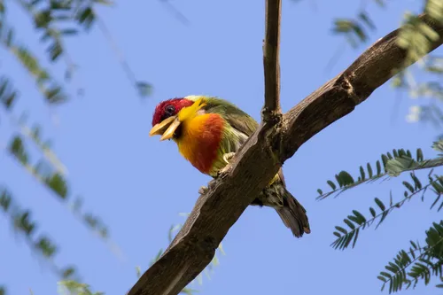 Lemon-throated Barbet
