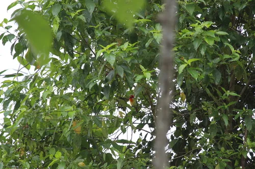 Scarlet-hooded Barbet