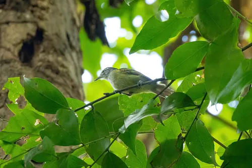 Chestnut-shouldered Antwren