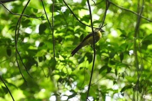Gray-headed Tanager