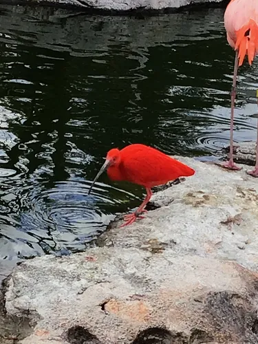 Scarlet Ibis