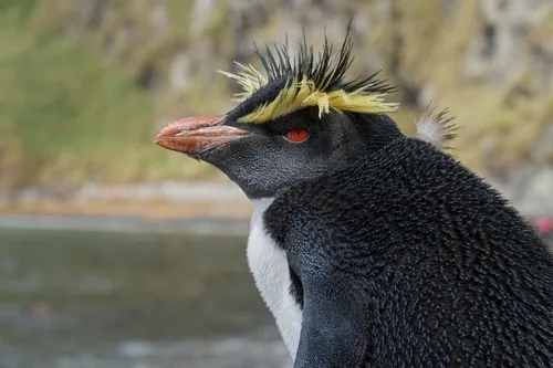 Southern Rockhopper Penguin