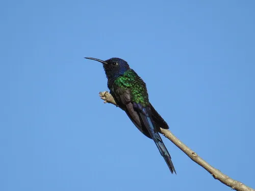 Beija-flor-tesoura