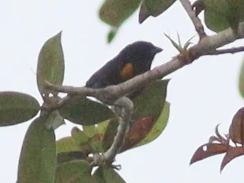 Golden-sided Euphonia