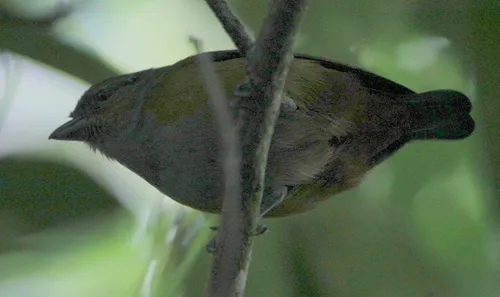 Green-throated Euphonia