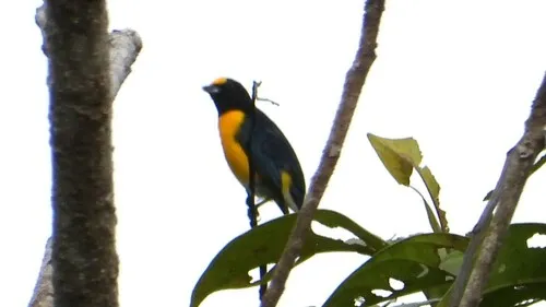 White-vented Euphonia