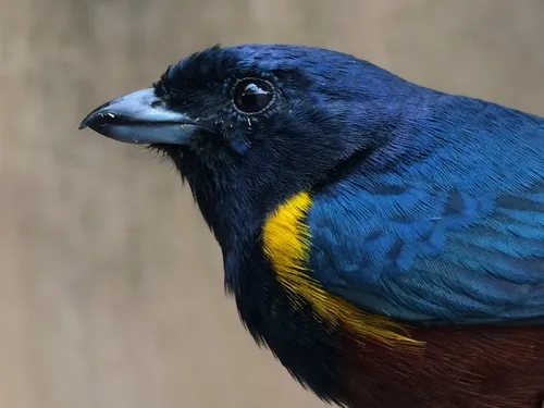 Chestnut-bellied Euphonia