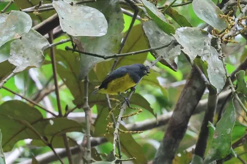 Plumbeous Euphonia