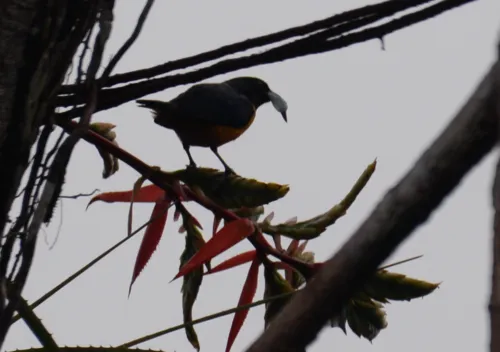 Rufous-bellied Euphonia