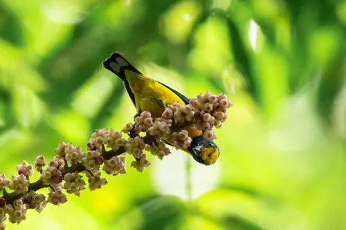 Orange-bellied Euphonia