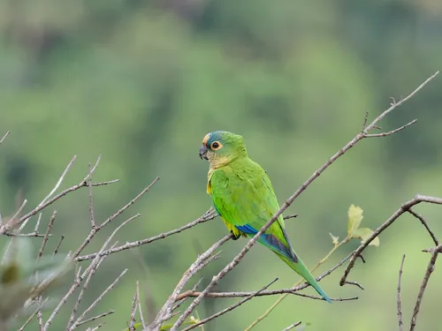 Peach-fronted Parakeet