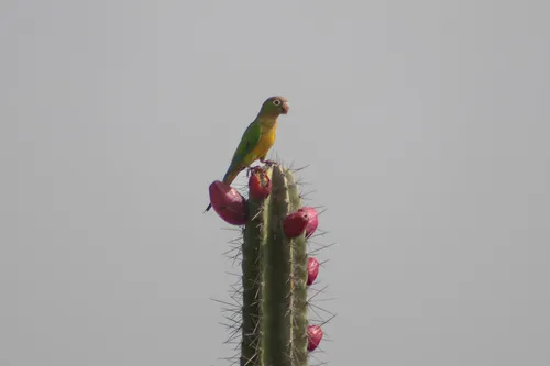 Periquito-da-caatinga