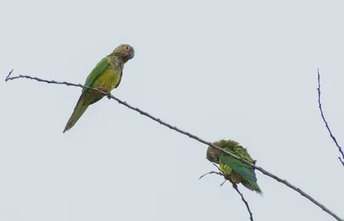 Brown-throated Parakeet