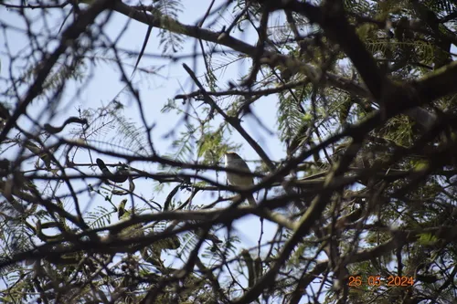 Tawny-crowned Pygmy-Tyrant