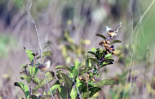 Rufous-sided Pygmy-Tyrant