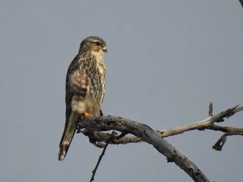 Merlin