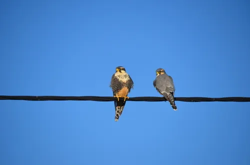 Aplomado Falcon