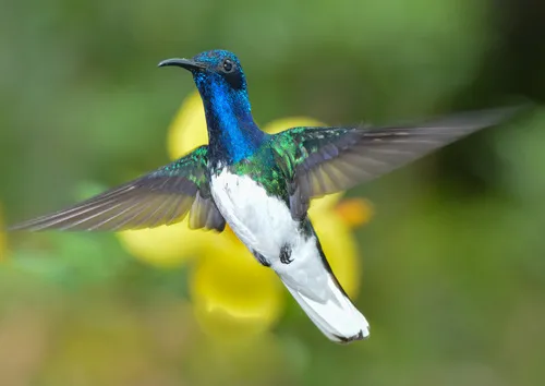 White-necked Jacobin