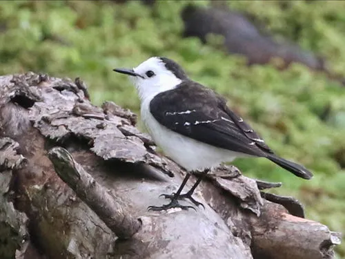 Black-backed Water-Tyrant