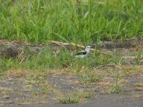 Pied Water-Tyrant