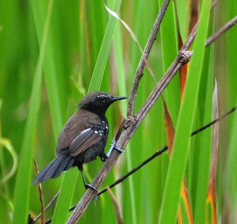 Marsh Antwren