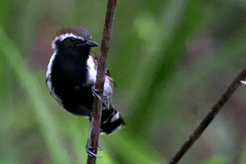 Sincora Antwren