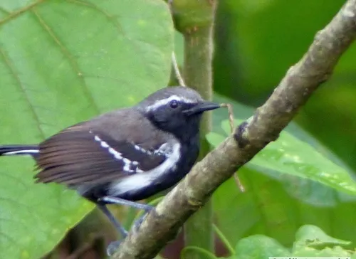 Papa-formiga-pardo