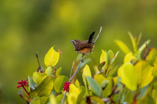 Rusty-backed Antwren