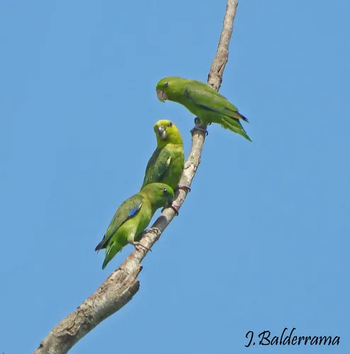 Periquito-santo-de-bico-escuro