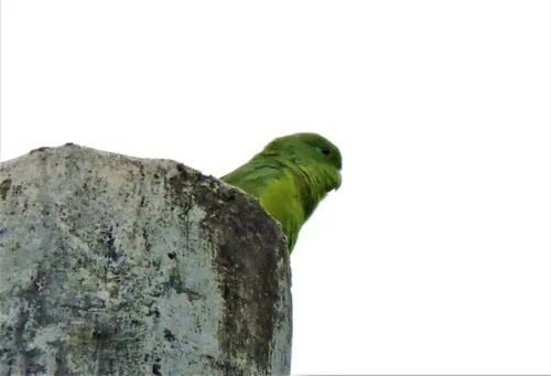 Blue-winged Parrotlet