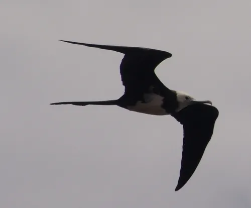 Ascension Frigatebird