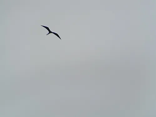 Fragata