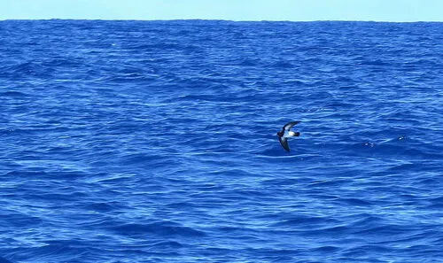 White-bellied Storm-Petrel
