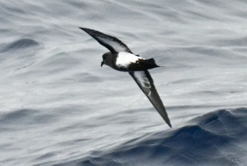 Black-bellied Storm-Petrel
