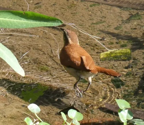Wing-banded Hornero