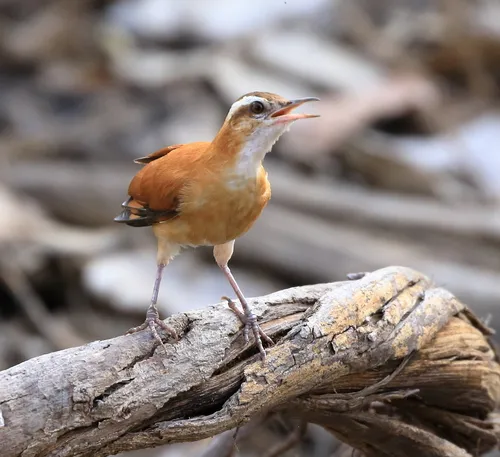 Casaca-de-couro-amarelo