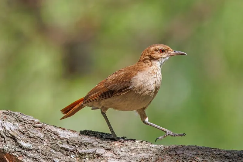 Rufous Hornero