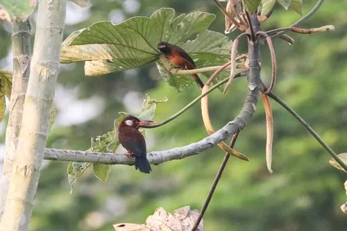 White-eared Jacamar