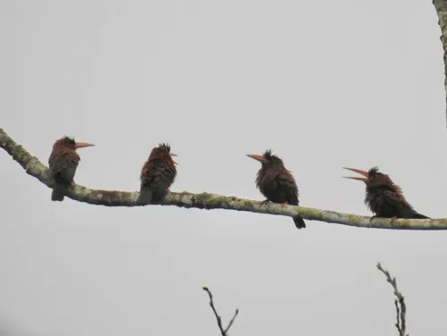 Purus Jacamar