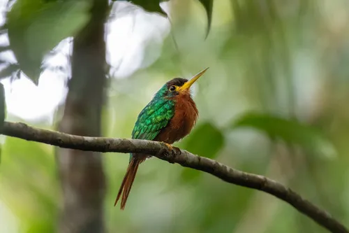 Yellow-billed Jacamar