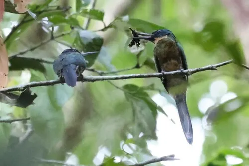 Purplish Jacamar