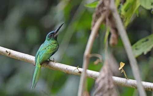Bluish-fronted Jacamar