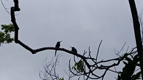 Ariramba-do-paraíso